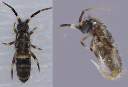 Orchesella cincta